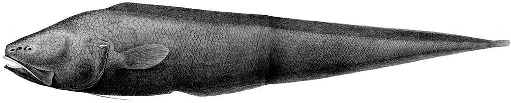 Bassozetus compressus_01.jpg